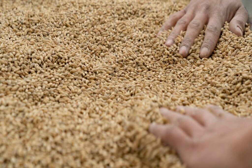 Mani immerse in cereali destinati alla produzione di birra.